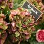 hortensia artificiel Vert