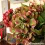 hortensia artificiel Vert cosy