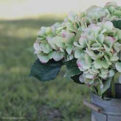 Hortensia Artificiel Vert