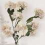 Hortensia creme shabby