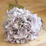 Hortensia d'automne bleu Shabby Chic