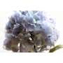 Hortensia d'automne bleu Shabby Chic