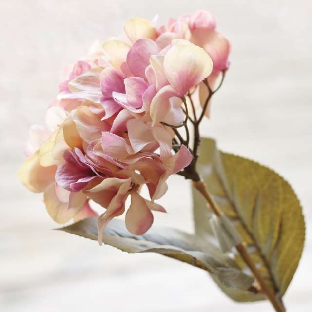 Hortensia d'automne Rose